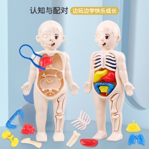 Jouets éducatifs pour enfants modèles d'organes humains DIY assemblage