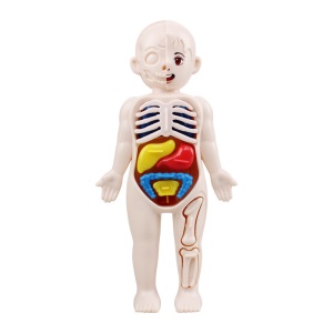 Jouets éducatifs pour enfants modèles d'organes humains DIY assemblage