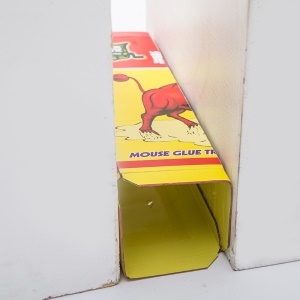Piège collant à souris