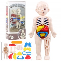 Jouets éducatifs pour enfants modèles d'organes humains DIY assemblage