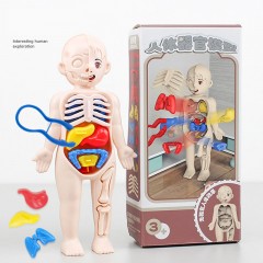 Jouets éducatifs pour enfants modèles d'organes humains DIY assemblage