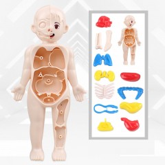 Jouets éducatifs pour enfants modèles d'organes humains DIY assemblage