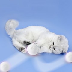 Jouet électrique à balle pour chat avec lumière LED rechargeable par USB